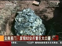云南易门:发现82公斤重巨大口蘑